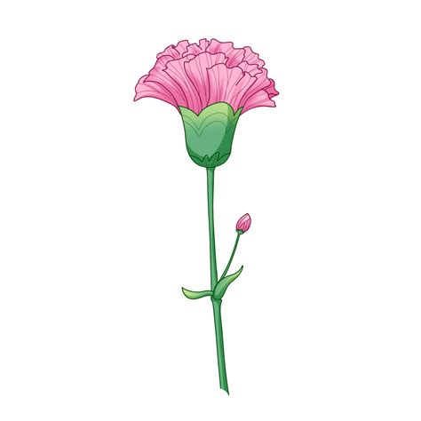 Red Carnation PNG Picture, Red Carnation, Carnation, Mother S Day, Mother S Day Carnation PNG ...