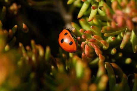 Ladybug Close-up | Copyright-free photo (by M. Vorel) | LibreShot