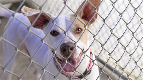 Animal shelter makes plea for dog adoption