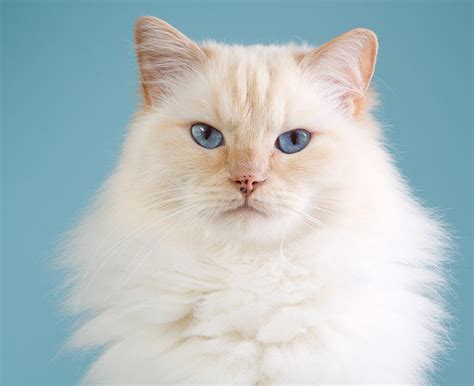 Ragdoll White With Blue Eyes