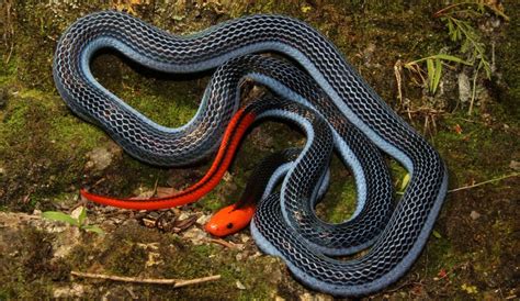 The Venom From This Snake Will Make Your Life a Living Hell