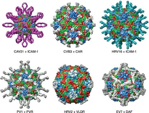 Picornaviridae: The Viruses and their Replication | Basicmedical Key