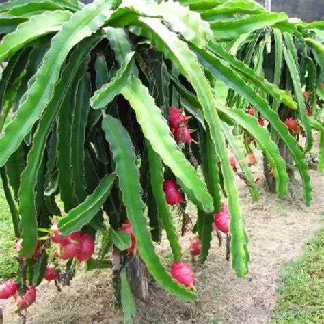 Jual bibit pohon buah naga-buah herbal - Kab. Bogor - khagreen | Tokopedia