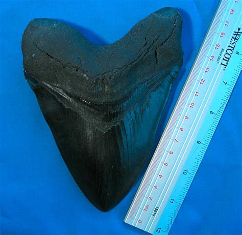 Louisville Fossils and Beyond: Megalodon Fossil Replica