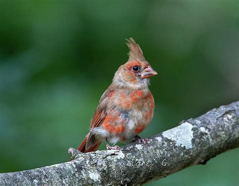 Juvenile Male Cardinal