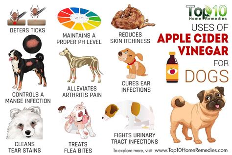 Top 10 Uses of Apple Cider Vinegar for Dogs | Top 10 Home Remedies