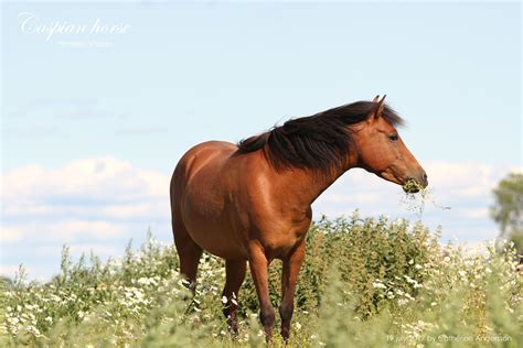 Caspian horse Wild Mustangs, Horse Photos, Horse Breeds, Wild Horses ...