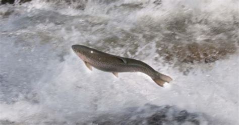 Experience the thrill of Vermont’s steelhead rainbow trout migration in ...