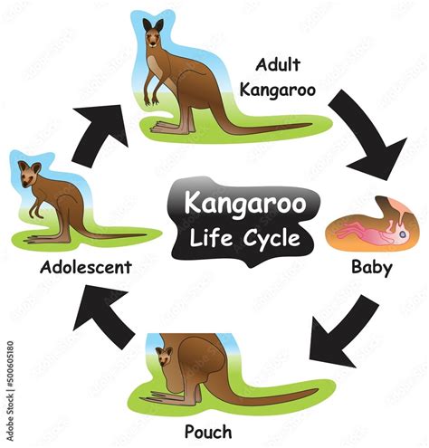 Kangaroo Life Cycle Infographic Diagram showing different phases and development stages ...