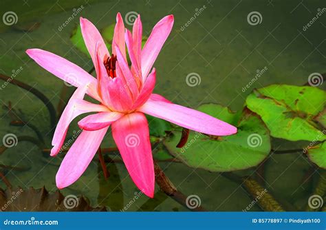 Pink Water Lily in Green Pond Stock Image - Image of colorful, water: 85778897