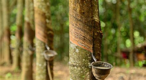 Natural rubber supply and demand continue to rise | Rubber News