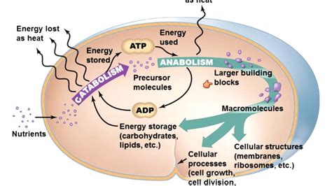 Basic Bacteria Cell Diagram