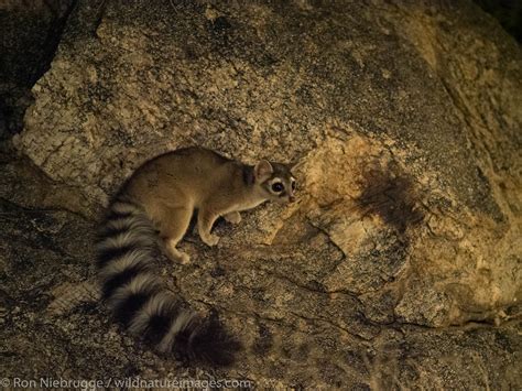 Ringtail | Arizona | Photos by Ron Niebrugge