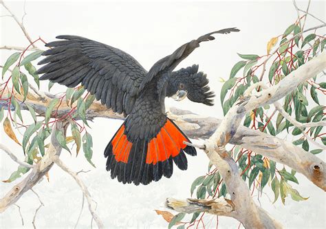 red tailed black cockatoo in flight – Chris Spiker Fine Art