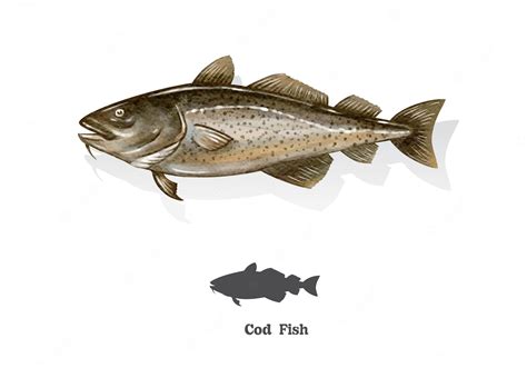 Premium Vector | Cod fish watercolor sketch line art vector illustration