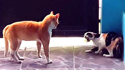 CATS VERY ANGRY FIGHT! #2 (REAL CAT FIGHT WITH SCARY MEOW!) - YouTube