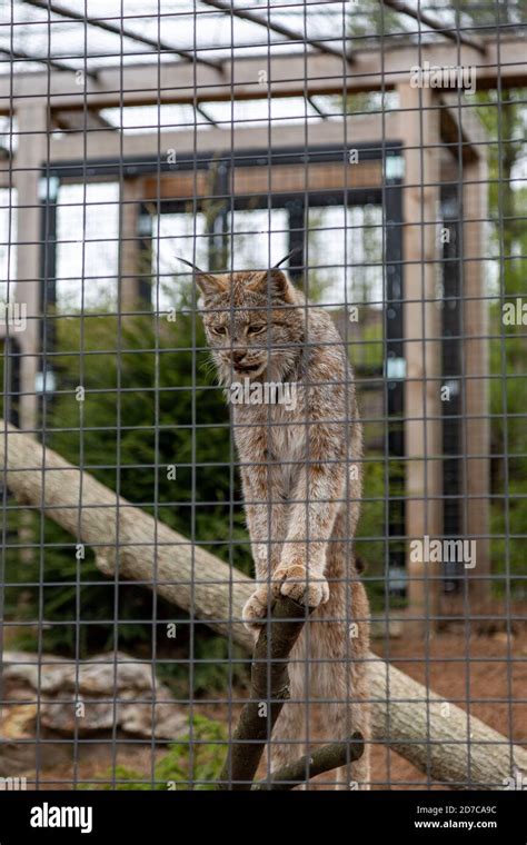 A Canada lynx stands on a log inside his enclosure at the Fort Wayne Children's Zoo in Fort ...