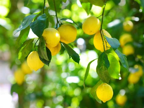 Lemon Tree Dropping Fruit - What Causes Fruit Drop In Lemons