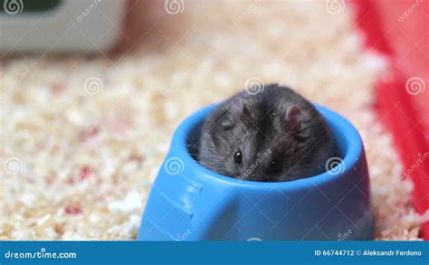 Funny Hamster Eating Close Up Stock Footage - Video of exercise ...