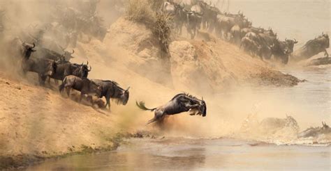 Masai Mara National Reserve | Masai Mara Park | Kenya