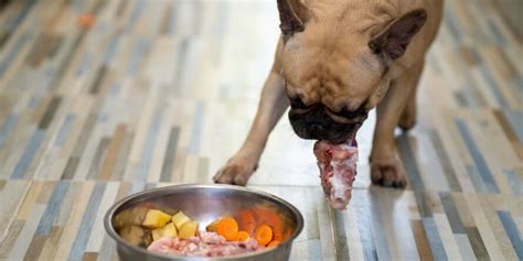 How to Make Low Protein Dog Food Guide & Tips