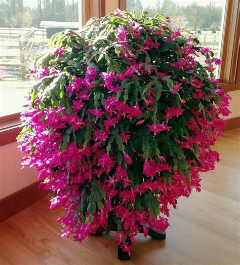 How to grow a bigger Christmas cactus - holidravel.com | Christmas cactus plant, Christmas ...