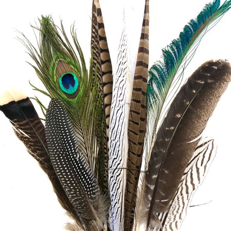 Large Natural Feathers 20-35cm Mixed Pack x 10 – Feather.com.au