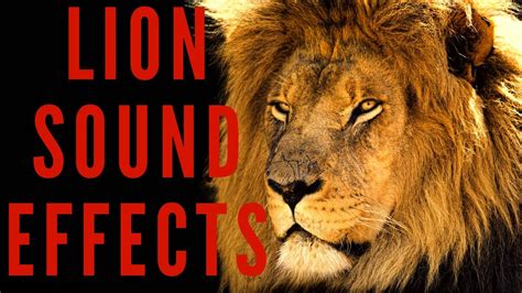 Sound Ideas, ANIMAL, LION SINGLE ROAR, CAT Soundeffects, 52% OFF