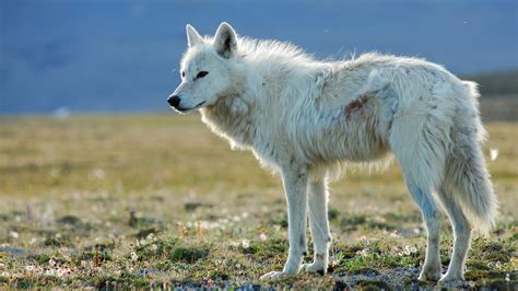 White Falcon, White Wolf | Surviving Winter on Ellesmere Island ...