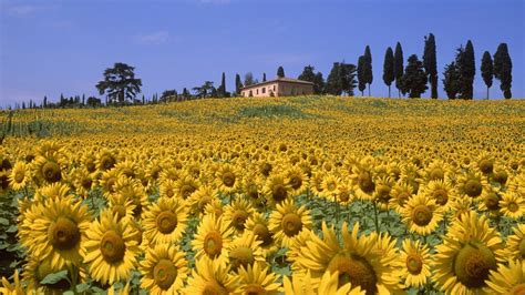 HD Tuscany Italy City Sunflower Field, HD Wallpaper | Rare Gallery