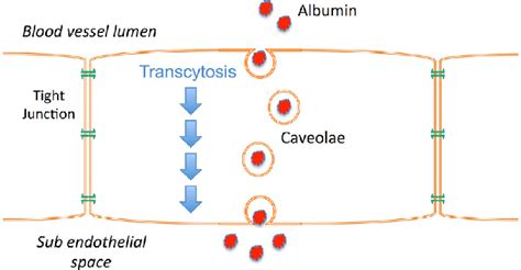 | Schematic illustrating the process of transcytosis where vascular... | Download Scientific Diagram