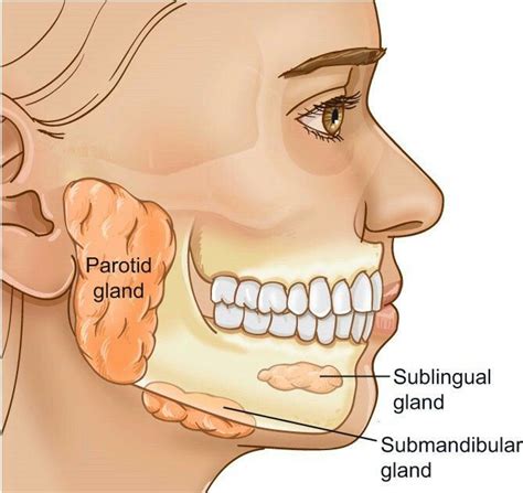 a diagram of the side view of a woman's face with parts labeled below