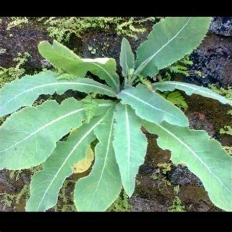 Jual Daun Tempuyung Segar 15 pohon utuh | Shopee Indonesia