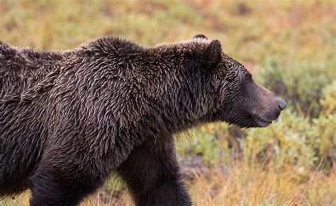 Jeremy Bears: Denali National Park, late August 2015