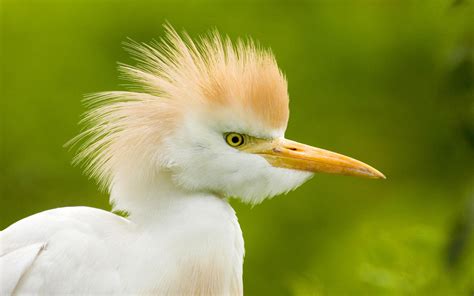 Close up photo of white long beak bird, white bird HD wallpaper ...