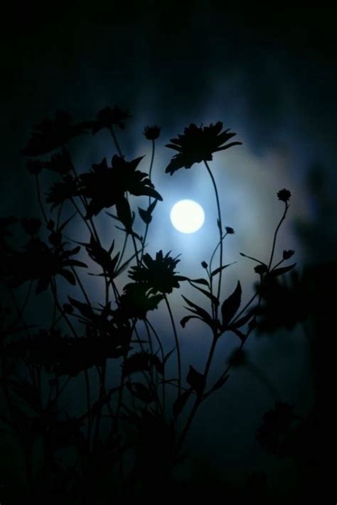 90 Charming Moonlight Photography Ideas and Tips [2020 Updated ...