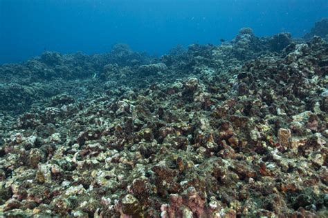 Polluted Coral Reefs