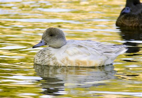 American Wigeon - female