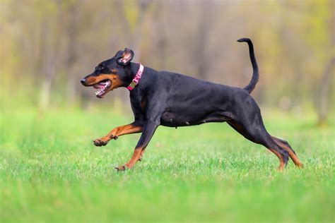 Doberman Tail Docking Pros & Cons: Should You Do It? – Doberman Planet