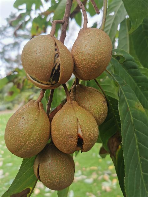 Aesculus indica, Indian Horse Chestnut, flowering tree, plant, garden, fruit - Jurassicplants ...