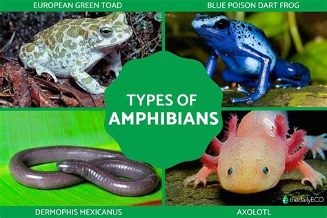 10 examples of amphibians animals Amphibians amphibian