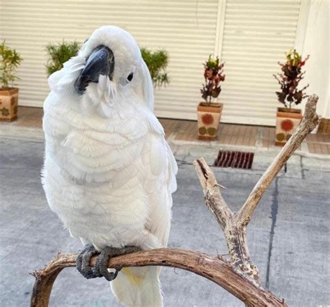 Very Friendly Cockatoo Parrots for Sale, Melton West