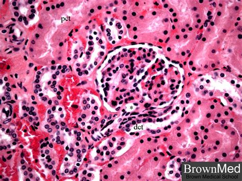 Juxtaglomerular Apparatus Histology