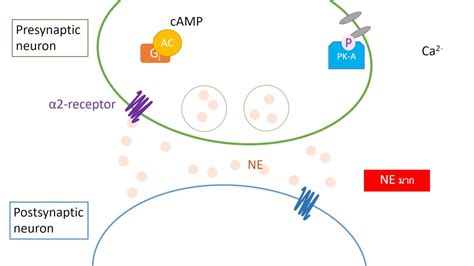 Alpha Adrenergic Receptor Pathway