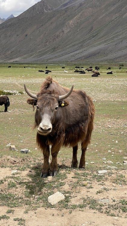 Brown Domestic Yak on Grassland · Free Stock Photo