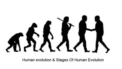 Human evolution & Stages Of Human Evolution - A Savvy Web