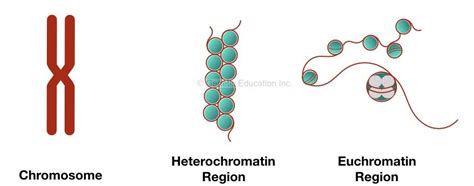 10 Mechanisms for Regulation of Gene Expression in Eukaryotes – Genetic ...