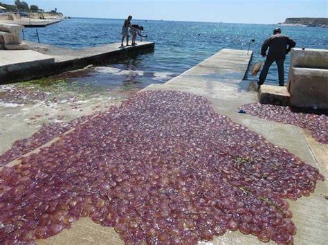 Untimely jellyfish bloom could bring better summer swimming conditions ...