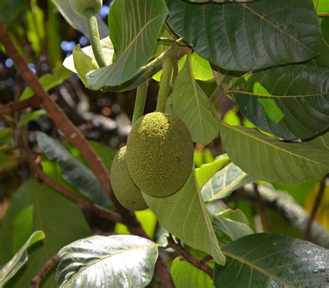 Marang - Artocarpus odoratissimus