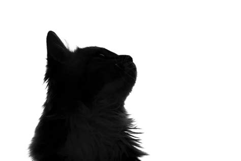 Fluffy cat silhouette Stock Photos, Royalty Free Fluffy cat silhouette ...